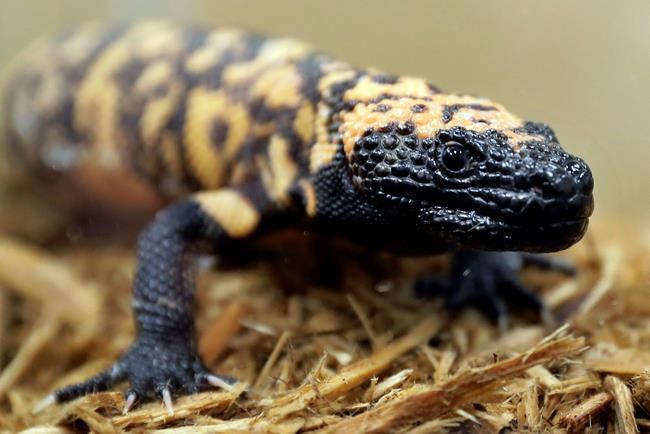 Utah names Gila monster as its official state reptile | iNFOnews.ca Utah names Gila monster as its official state reptile | iNFOnews.ca