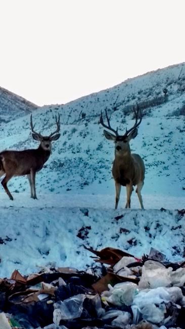 30 dead deer found at Utah landfill starved, died of disease | iNFOnews.ca 30 dead deer found at Utah landfill starved, died of disease | iNFOnews.ca