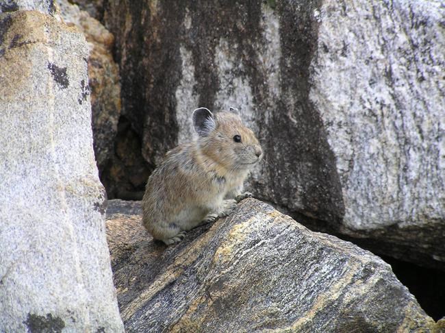 Correction: Climate Change-American Pika story | iNFOnews.ca Correction: Climate Change-American Pika story | iNFOnews.ca