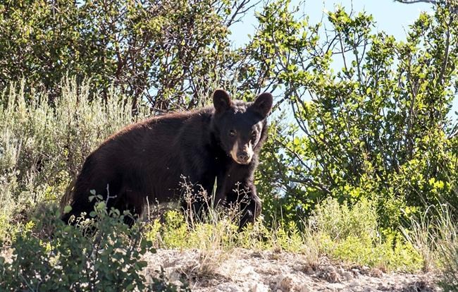 Reports of run-ins with bears soar in Utah after wet spring | iNFOnews.ca