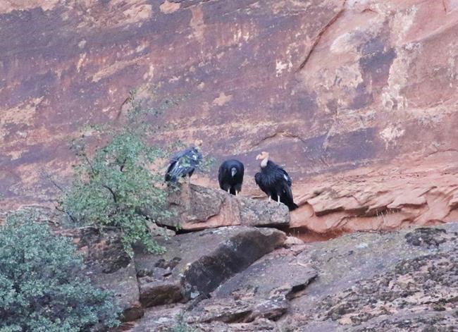 Condor chick makes 1st flight attempt from Utah cliff | iNFOnews.ca Condor chick makes 1st flight attempt from Utah cliff | iNFOnews.ca