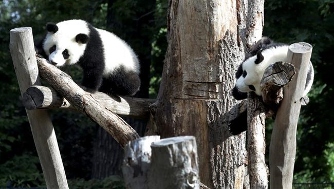 Berlin zoo's twin panda cubs celebrate 1st birthday | iNFOnews.ca Berlin zoo's twin panda cubs celebrate 1st birthday | iNFOnews.ca