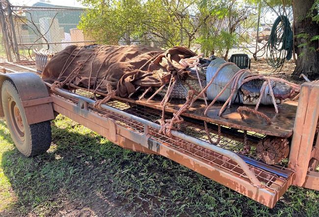 770-pound crocodile caught at Outback tourist destination | iNFOnews.ca 770-pound crocodile caught at Outback tourist destination | iNFOnews.ca