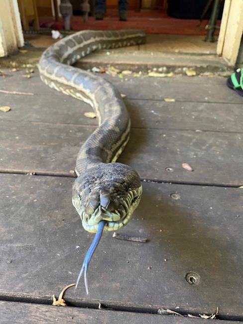 2 pythons weighing 100 pounds collapse ceiling in Australia | iNFOnews.ca 2 pythons weighing 100 pounds collapse ceiling in Australia | iNFOnews.ca