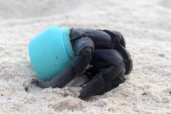 Tiny uninhabited Pacific isle has 38 million pieces of trash | iNFOnews.ca