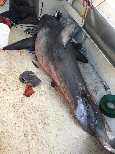 Shark leaps into boat and lands on Australian fisherman | iNFOnews.ca