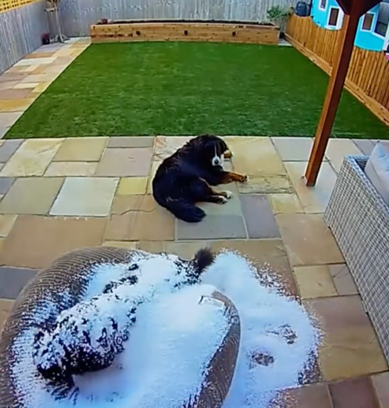 TRENDING NOW: Naughty dogs caught on security cameras | iNFOnews.ca