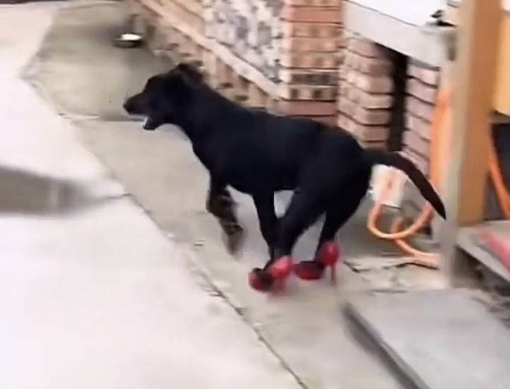 TRENDING NOW: Dog rocking some heels | iNFOnews.ca