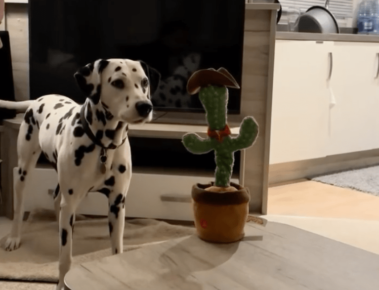 TRENDING NOW: Dog debates talking toy | iNFOnews.ca