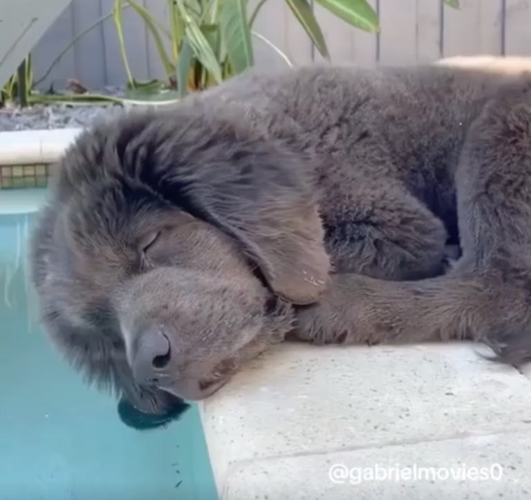 TRENDING NOW: Sleeping dogs are the funniest dogs | iNFOnews.ca