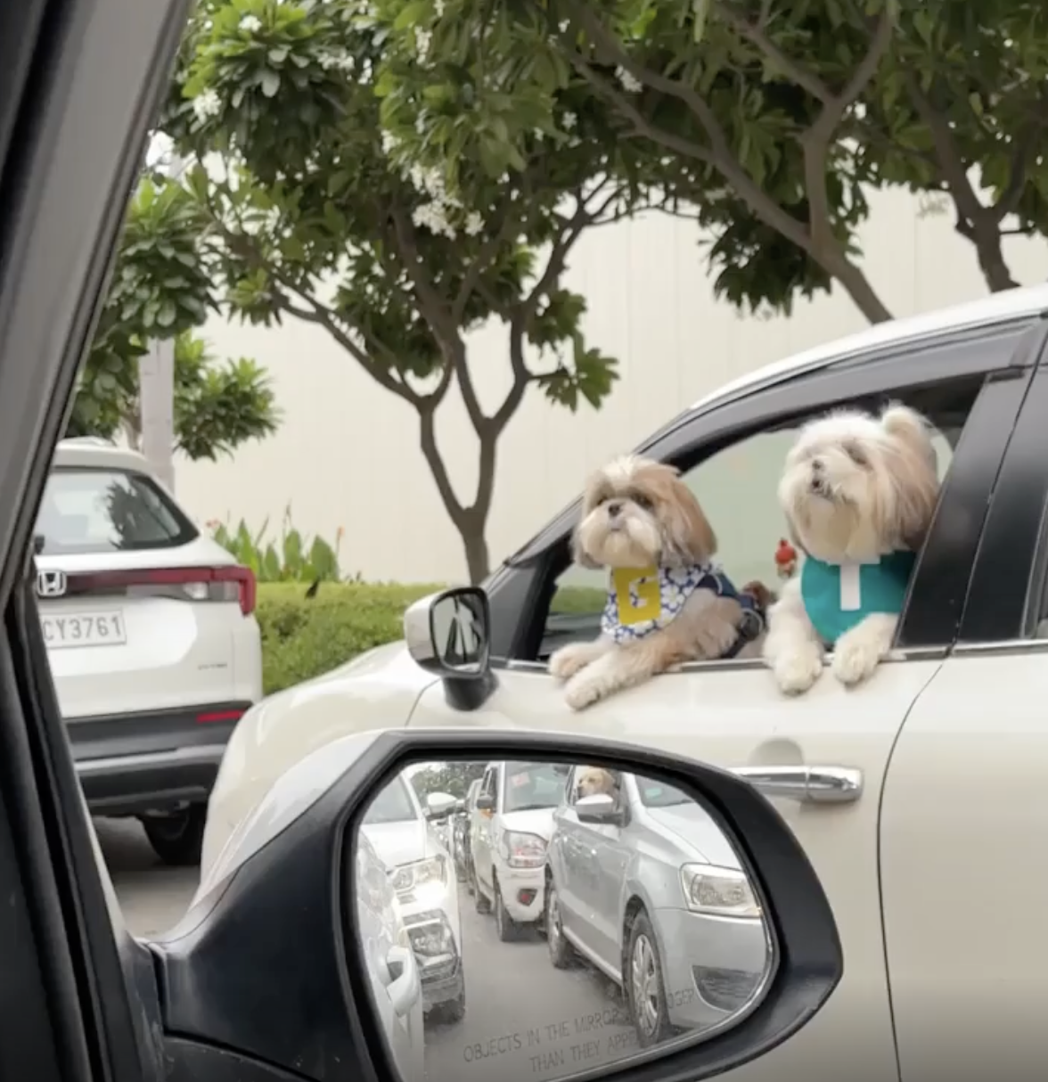 TRENDING NOW: Dogs chatting during a traffic jam | iNFOnews.ca