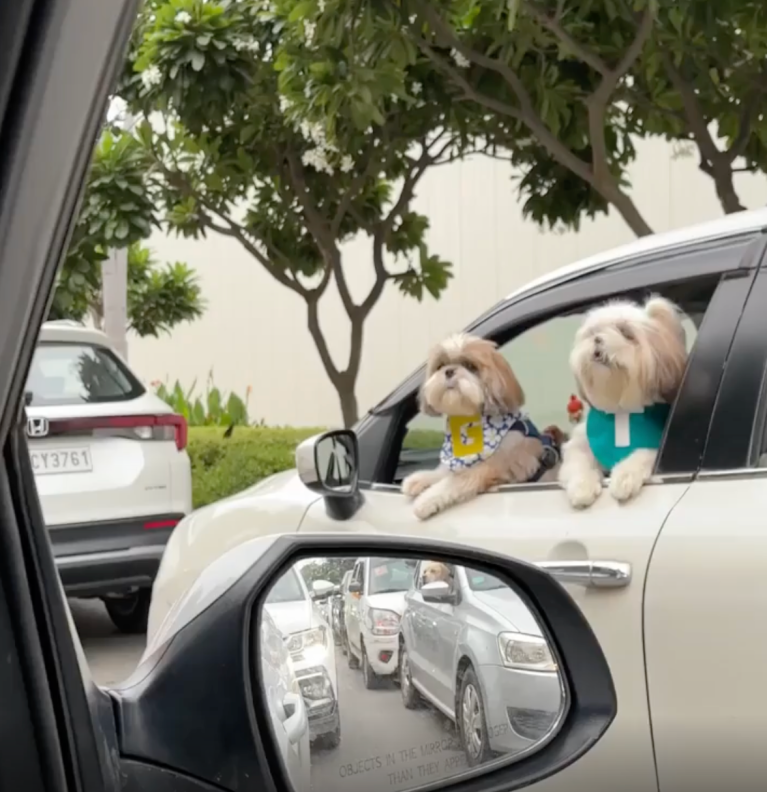TRENDING NOW: Dogs chatting during a traffic jam | iNFOnews.ca