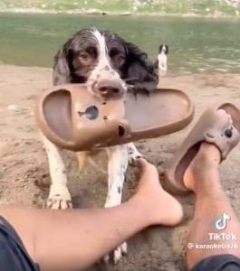 Dog with flip flop in it's mouth.