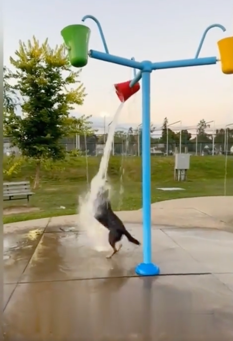 TRENDING NOW: Dog living his best life at splash park | iNFOnews.ca