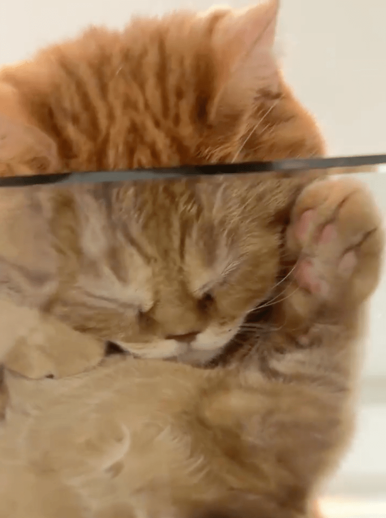 TRENDING NOW: Hey, who squished the cat? | iNFOnews.ca