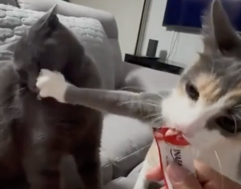TRENDING NOW: An outrageously selfish cat | iNFOnews.ca