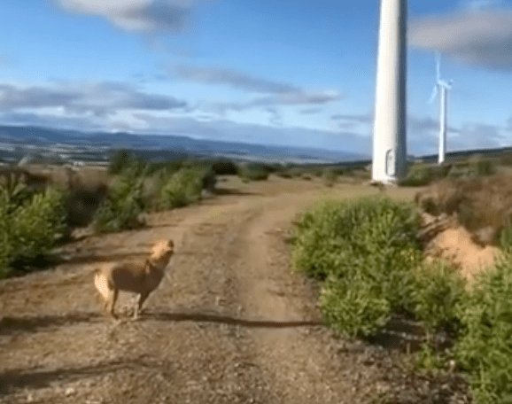 TRENDING NOW: Forget wind power, this is dog power | iNFOnews.ca