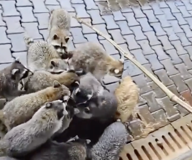 TRENDING NOW: Fishing for raccoons | iNFOnews.ca