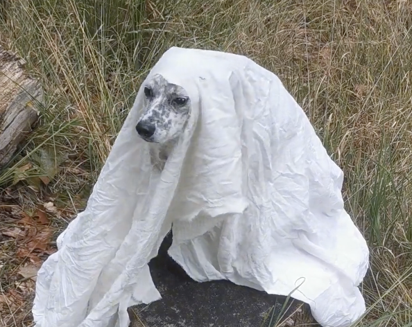 TRENDING NOW: Dogs get ready for Halloween early | iNFOnews.ca