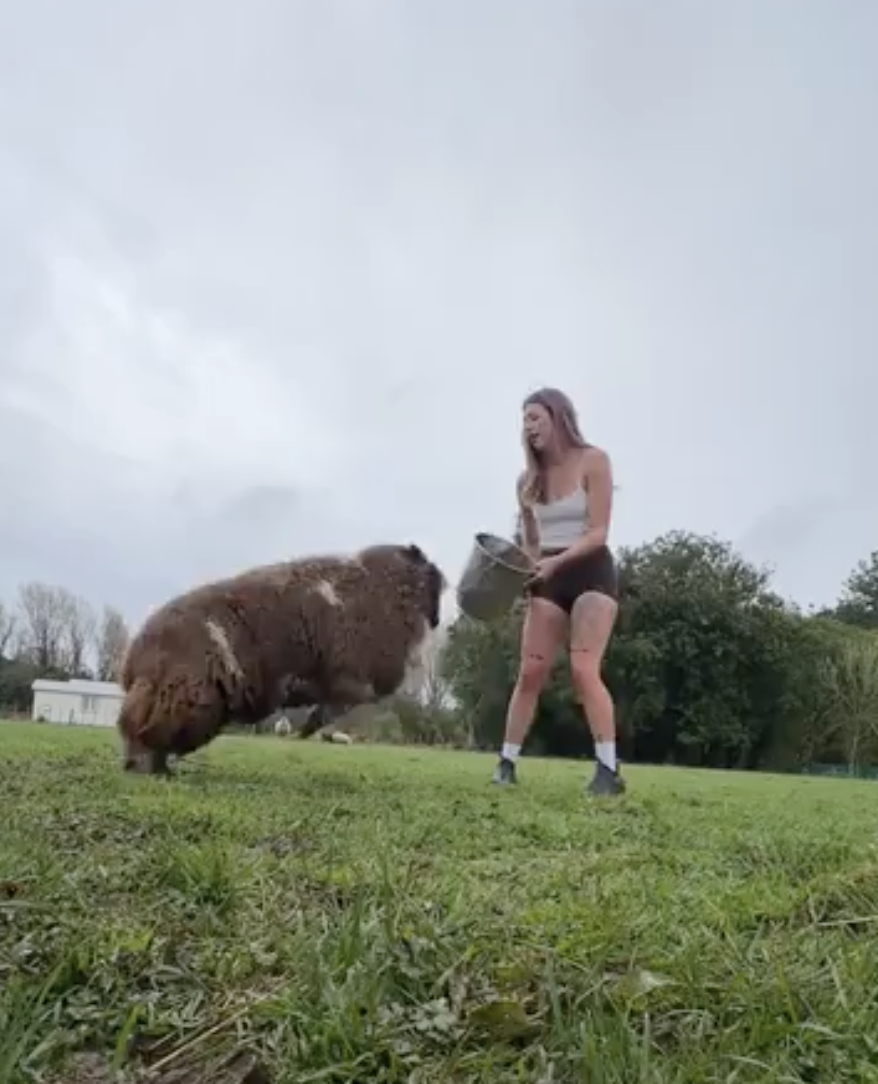A woman holding a bucket in front of an unruly sheep.