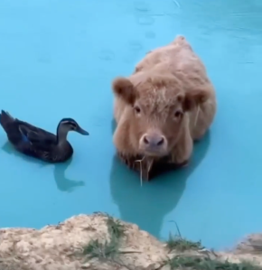 A duck and a cow in a lake.