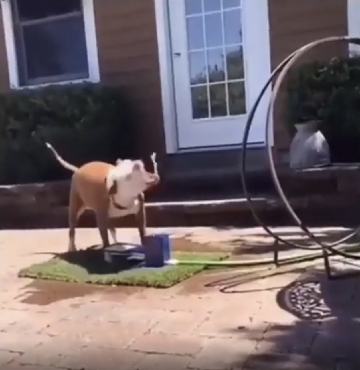 A dog trying to catch water shot from a water dish.