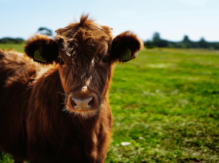 A calf in a pasture.