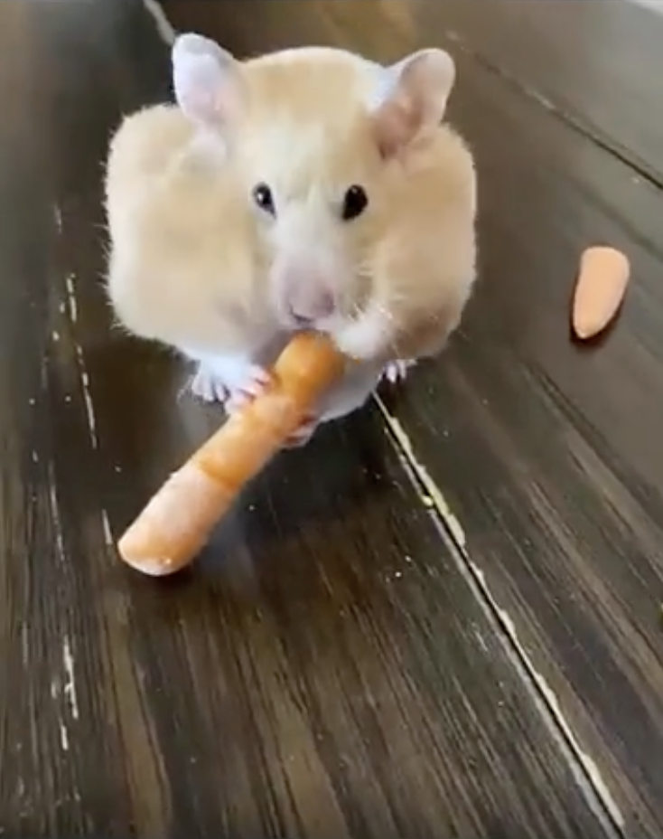 A hamster with a carrot and full cheek pouches.