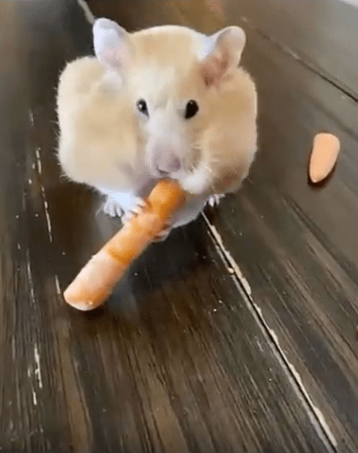 TRENDING NOW: Hamster has a hankering for carrots | iNFOnews.ca