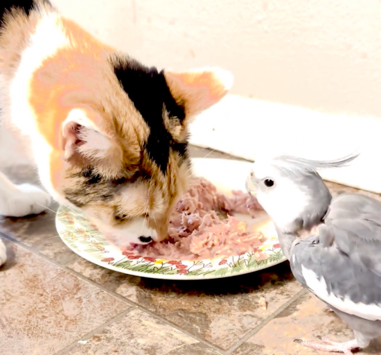 A cat and a bird eating a plate of tuna.