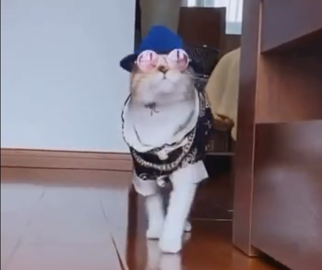 A cat wearing glasses, sunglasses and a hat.