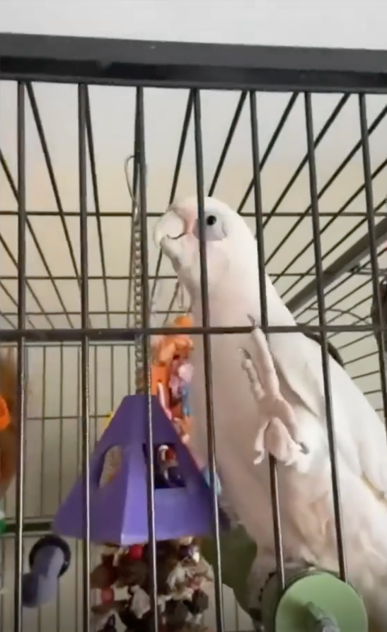 TRENDING NOW: Bird gets its groove on | iNFOnews.ca