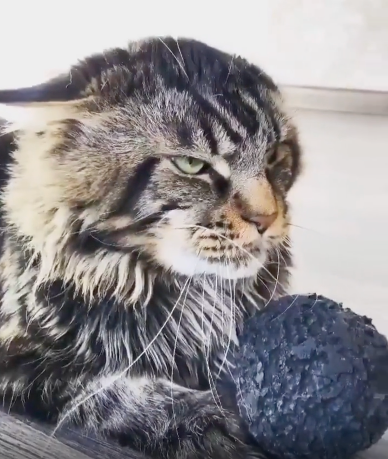 TRENDING NOW: Cat steals dog's ball | iNFOnews.ca TRENDING NOW: Cat steals dog's ball | iNFOnews.ca