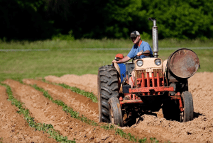 A man drives a tractor in a field on a sunny day.