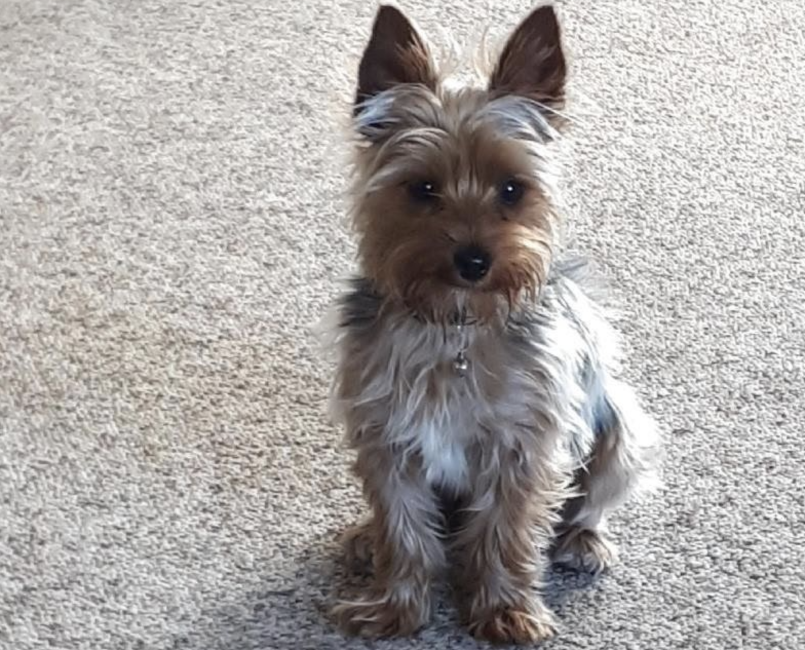 A Yorkie dog sitting on a beige rug.
