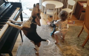 A beagle plays the piano and howls as a toddler dances with a toy guitar.