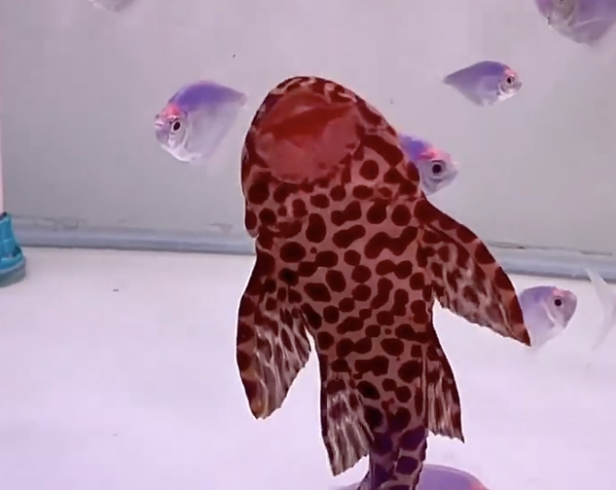 A red fish up against the wall of a glass fish tank.