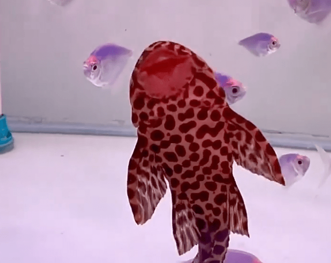 A red fish up against the wall of a glass fish tank.