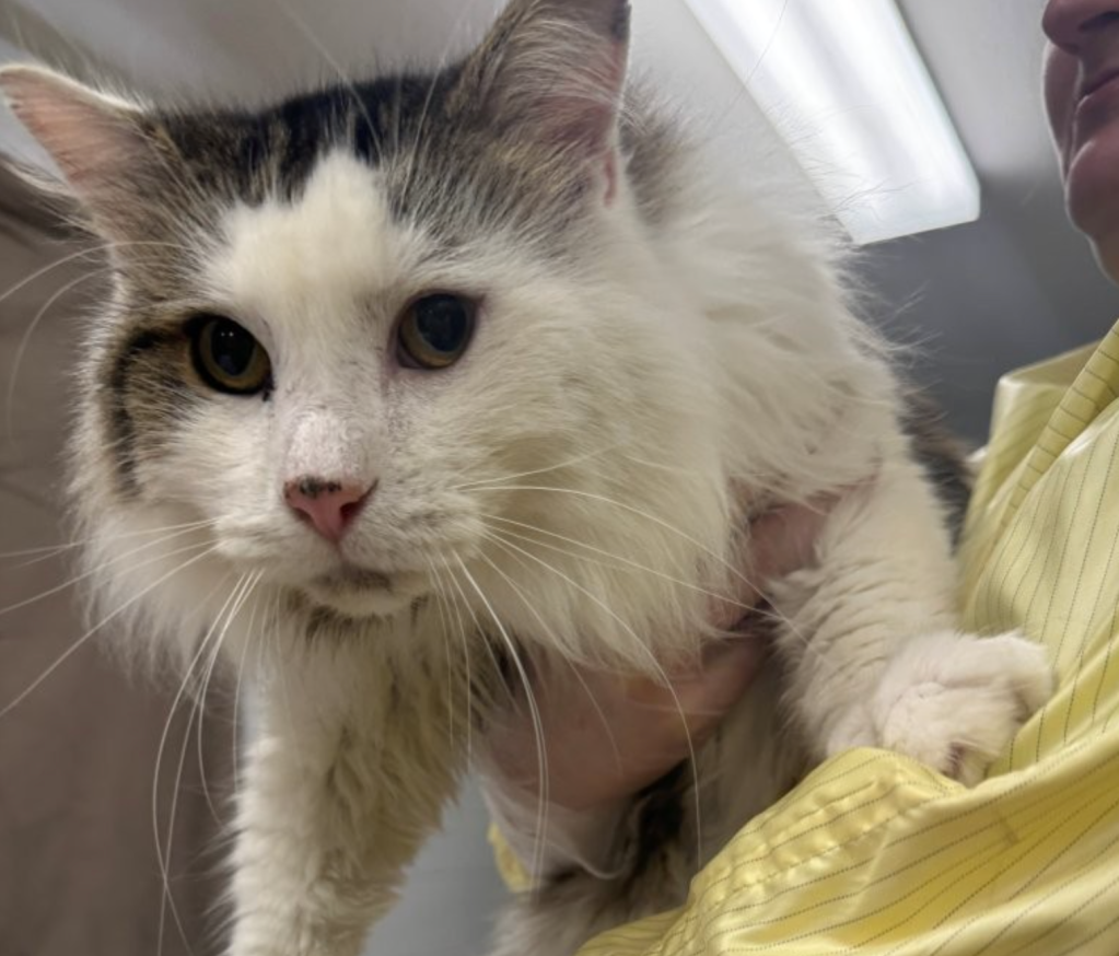 Elderly couple surrender 21 cats in Kelowna when they got too sick to travel | iNFOnews.ca
