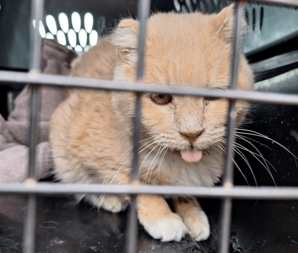 Elderly couple surrender 21 cats in Kelowna when they got too sick to travel | iNFOnews.ca