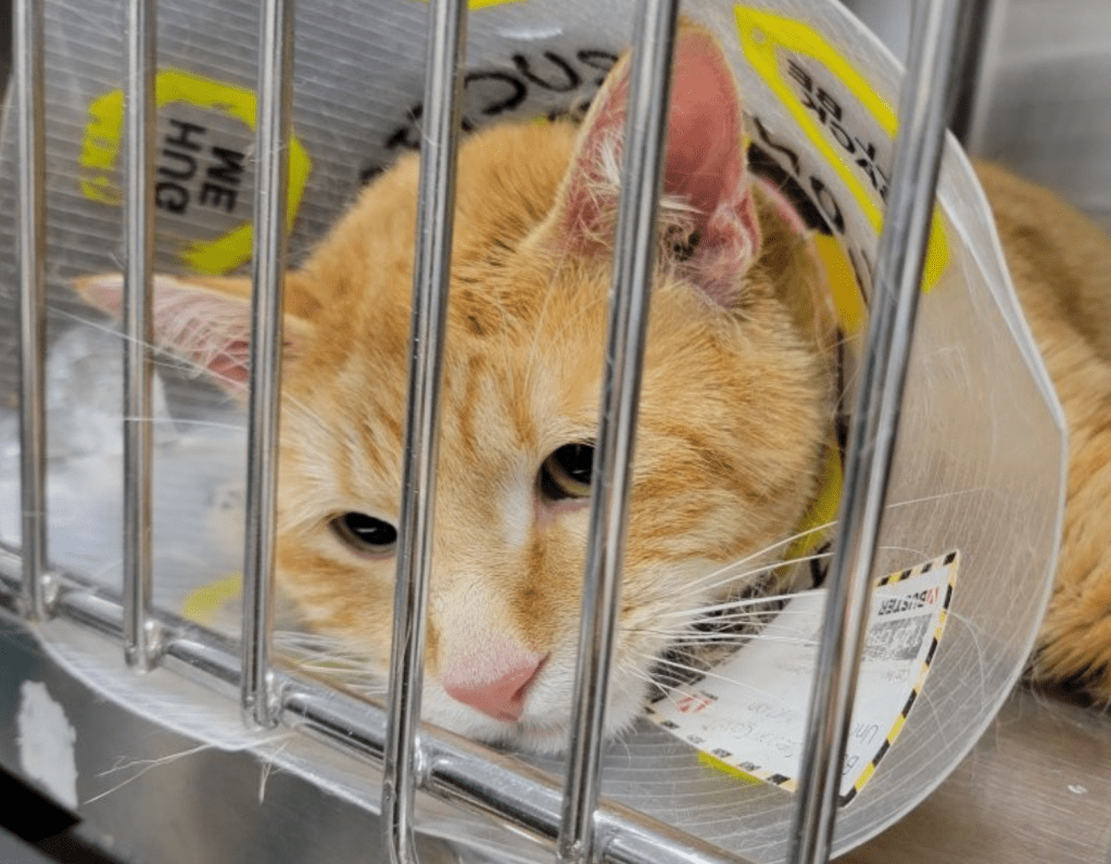 Elderly couple surrender 21 cats in Kelowna when they got too sick to travel | iNFOnews.ca