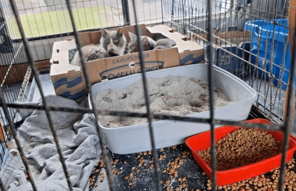 Elderly couple surrender 21 cats in Kelowna when they got too sick to travel | iNFOnews.ca