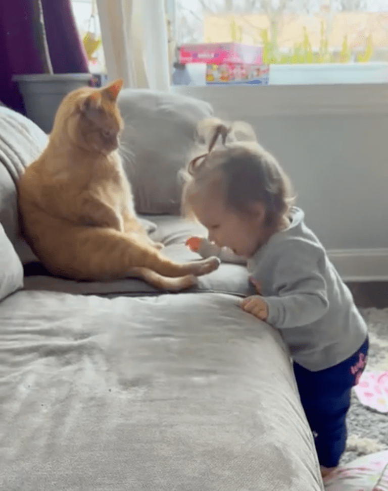 TRENDING NOW: Cats being surprisingly patient with kids | iNFOnews.ca