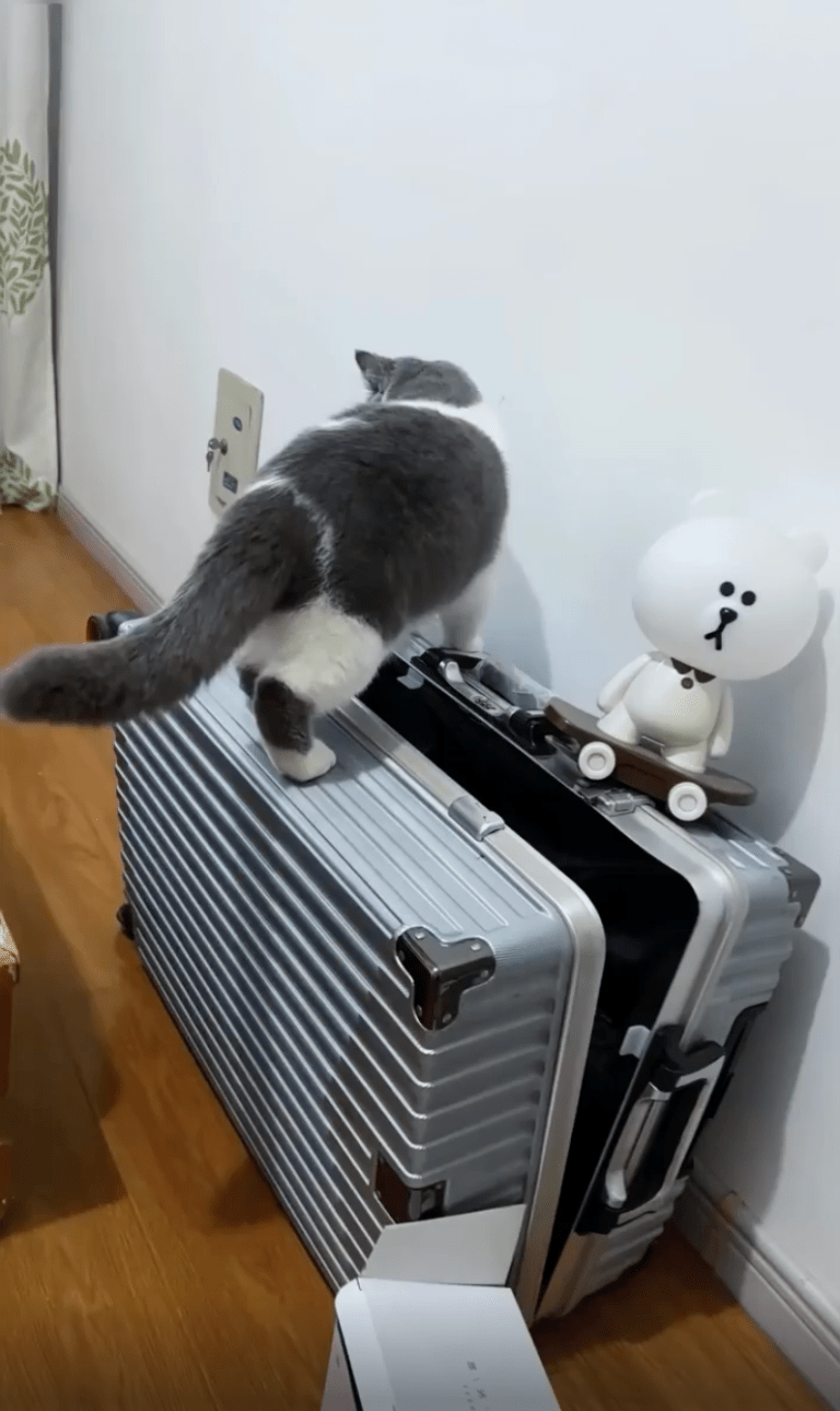 TRENDING NOW: Game over for these cats | iNFOnews.ca