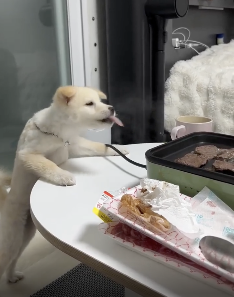 TRENDING NOW: Pup laps up the meat fumes | iNFOnews.ca