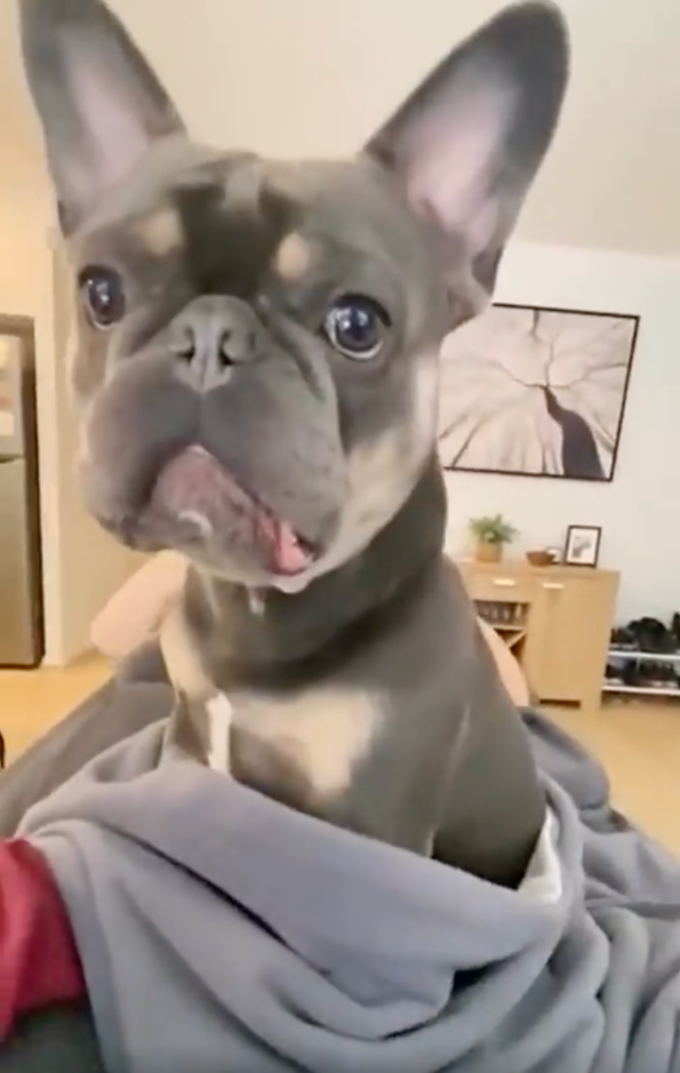 TRENDING NOW: Dog's react to that magic word | iNFOnews.ca