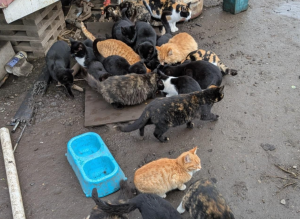 A whole bunch of cats swarmed together.