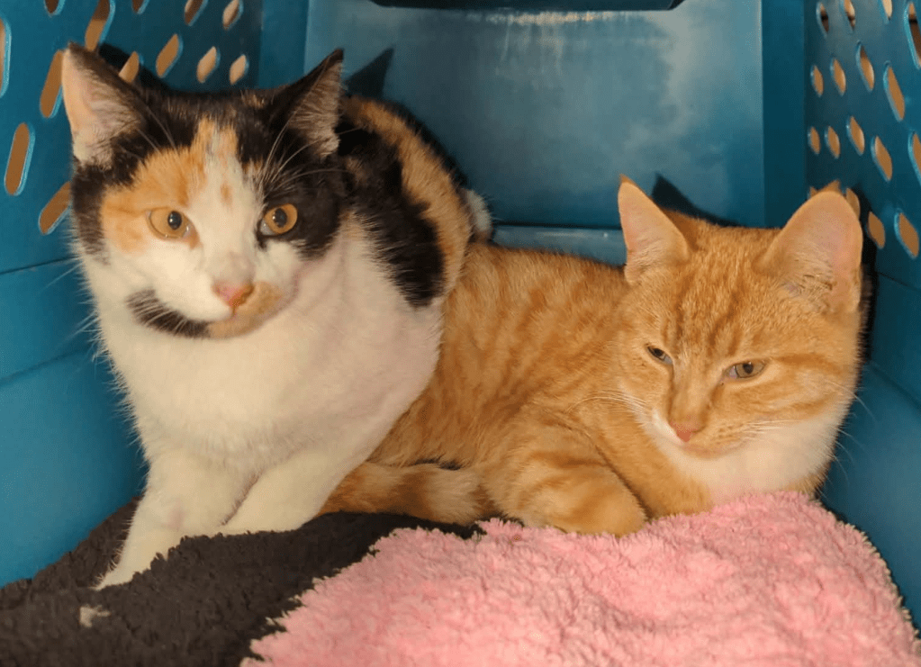 Humane Society seeing record-breaking year for outdoor cat colonies in Okanagan, Kamloops | iNFOnews.ca