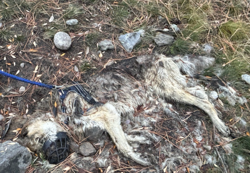Hunt is on for owner of dog tied up and left to die near Penticton | iNFOnews.ca