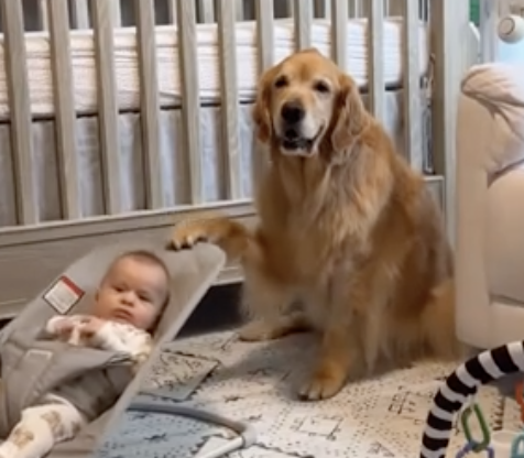 A dog rocking a baby in a chair.